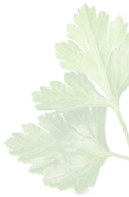 Saladerie Iceberg Saladerie A Menton Parsley2